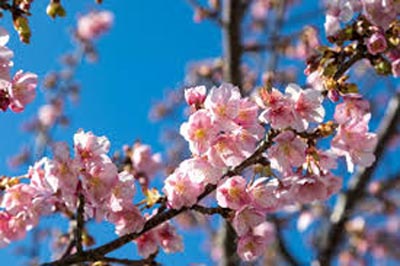 Cherry Blossom